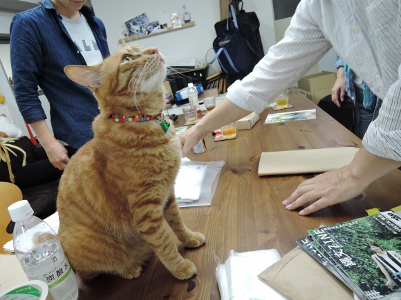発送作業を積極的に邪魔してくる猫たち DSCN0304